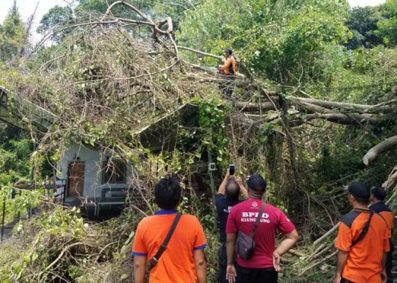 Nusabali.com - klungkung-marak-pohon-tumbang-dan-tanah-longsor