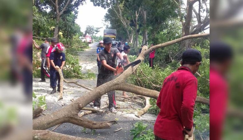 www.nusabali.com-pemkab-jembrana-tebang-pohon-trembesi