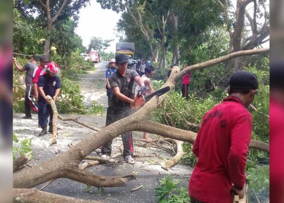 Nusabali.com - pemkab-jembrana-tebang-pohon-trembesi