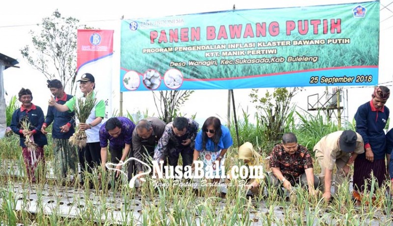 www.nusabali.com-potensi-besar-buleleng-perluas-lahan-bawang-putih