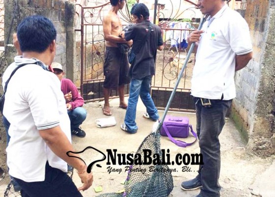 Nusabali.com - maut-mengintai-dari-bangkai-anjing-rabies