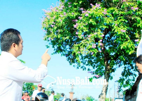 Nusabali.com - pemkab-gencarkan-penanaman-pohon-tangi-di-kota-negara