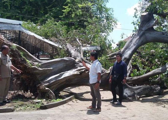 Nusabali.com - pohon-bertumbangan-di-areal-taman-budaya