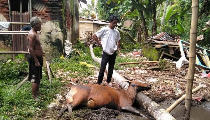 www.nusabali.com-dapur-dan-sapi-tertimpa-pohon