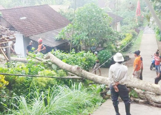 Nusabali.com - hujan-angin-pohon-jati-tumbang-timpa-atap-dapur-kamar-mandi-dan-garase