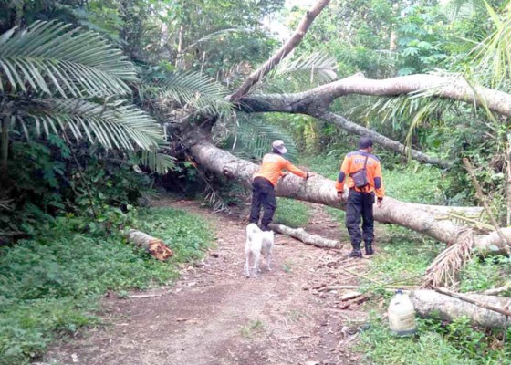 Nusabali.com - belalu-tumbang-tutup-akses-3-banjar