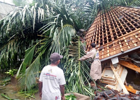 Nusabali.com - pohon-tumbang-timpa-rumah-warga