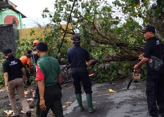 Nusabali.com - pohon-waru-timpa-bale-bengong