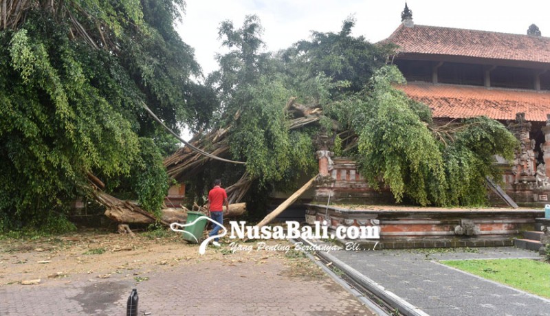 www.nusabali.com-pohon-beringin-di-rumah-jabatan-gubernur-tumbang