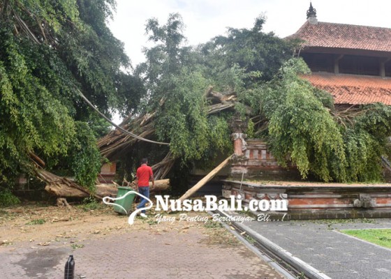 Nusabali.com - pohon-beringin-di-rumah-jabatan-gubernur-tumbang