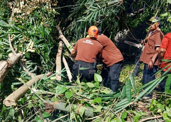 Nusabali.com - hujan-deras-pohon-bertumbangan-di-klungkung