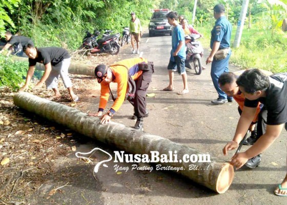 Nusabali.com - enam-pohon-tumbang-satu-menimpa-rumah