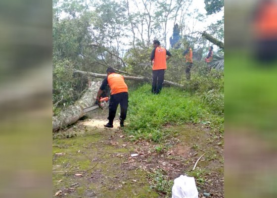 Nusabali.com - pohon-beringin-tumbang-timpa-palinggih-di-baturiti