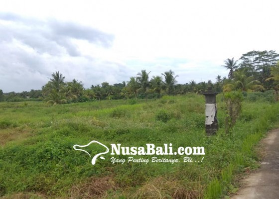 Nusabali.com - ribuan-petani-tak-bisa-bersawah