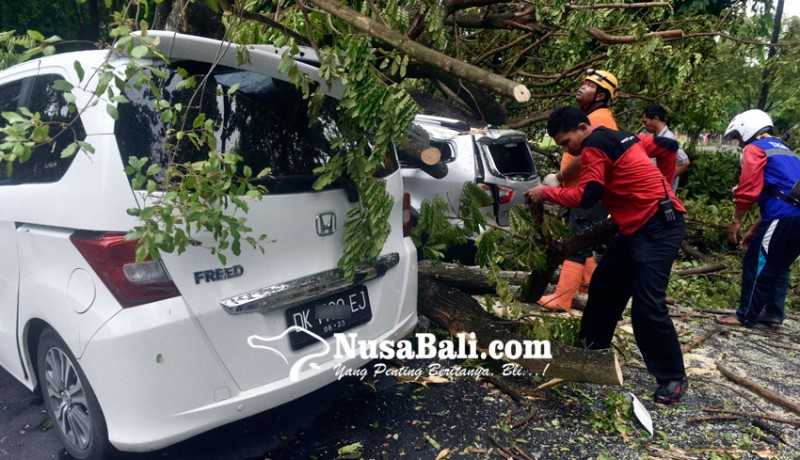 www.nusabali.com-pemkot-ganti-rugi-kerusakan-mobil-yang-tertimpa-pohon