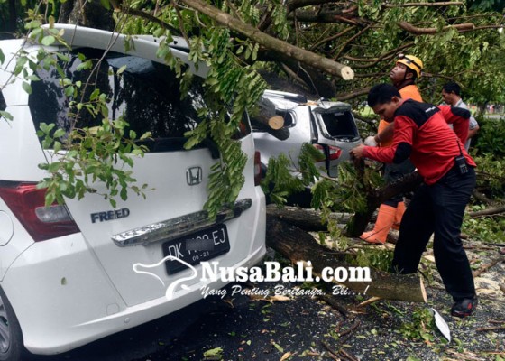 Nusabali.com - pemkot-ganti-rugi-kerusakan-mobil-yang-tertimpa-pohon