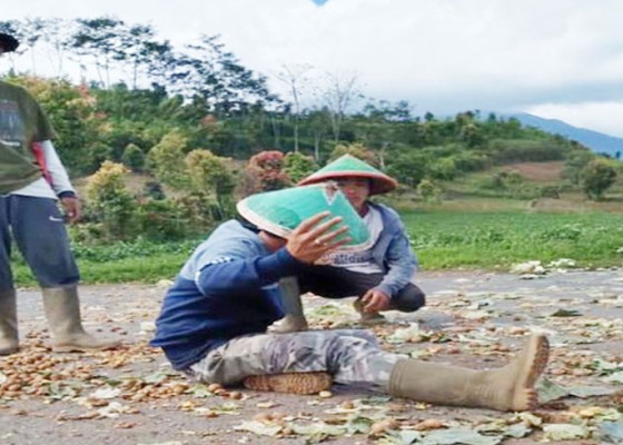 Nusabali.com - viral-petani-buang-kentang-dan-cabai-ke-jalan