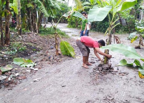 Nusabali.com - warga-semarang-tanam-pohon-pisang-di-jalan