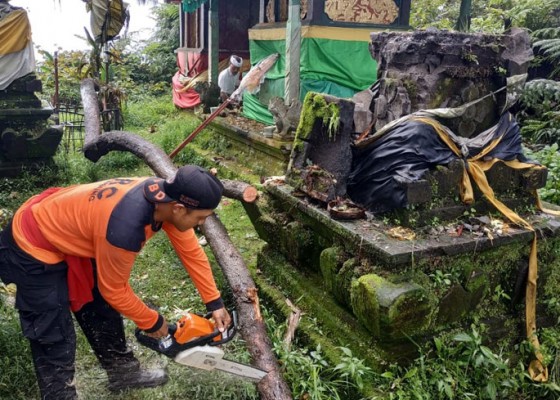 Nusabali.com - tertimpa-pohon-sejumlah-palinggih-di-pura-pucak-mangu-rusak