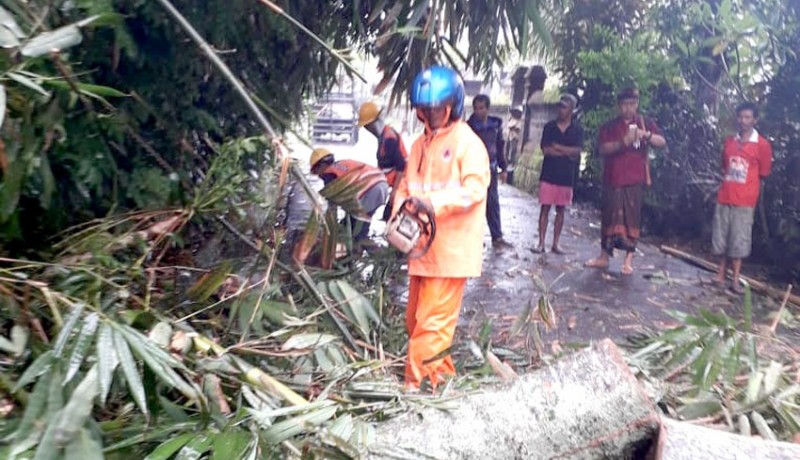 www.nusabali.com-pohon-tumbang-tutup-akses-jalan-warga