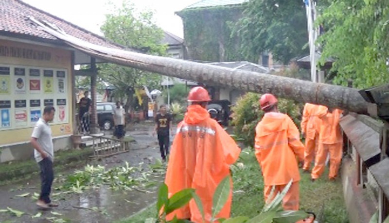 www.nusabali.com-pohon-tumbang-menimpa-atap-ruangan-rpp-kpu-jembrana