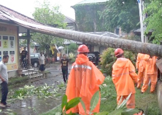 Nusabali.com - pohon-tumbang-menimpa-atap-ruangan-rpp-kpu-jembrana