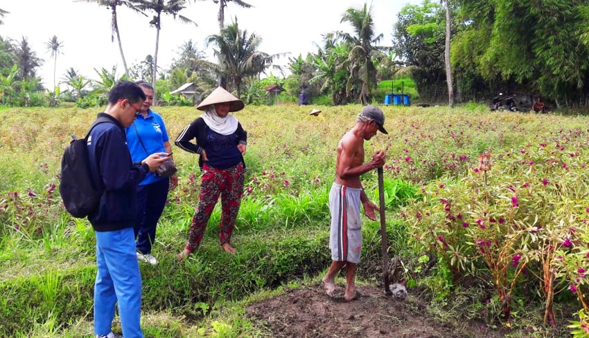 NUSABALI com Menakar Potensi  Pertanian  Padi di Bali