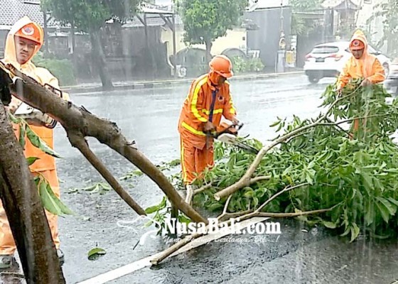 Nusabali.com - hujan-deras-tiga-pohon-tumbang-ke-jalan