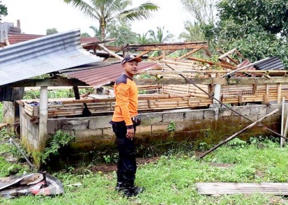 Nusabali.com - atap-gudang-kayu-dan-kandang-ayam-diterjang-angin