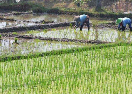 Nusabali.com - puluhan-hektare-sawah-terancam-gagal-tanam