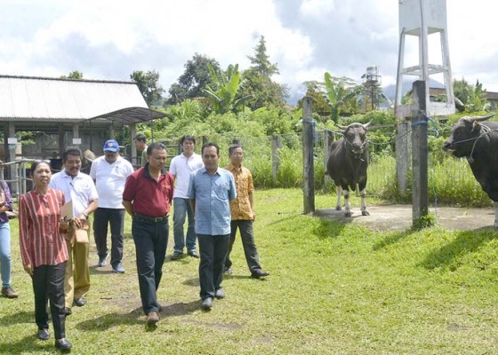 Nusabali.com - sperma-beku-sapi-bali-diminati-luar-daerah