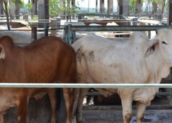 Nusabali.com - bali-siap-kirimkan-48000-sapi-potong