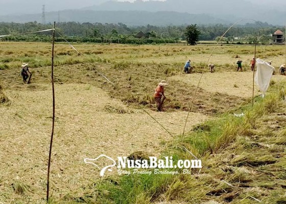 Nusabali.com - tingkatkan-hasil-penjualan-petani-didorong-jual-gabah