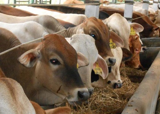 Nusabali.com - peternak-sapi-dapat-asuransi