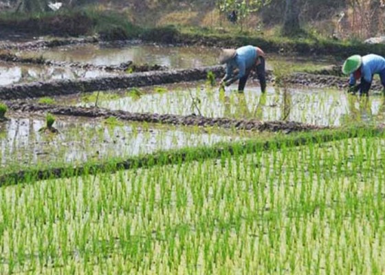 Nusabali.com - lahan-persawahan-di-denpasar-menyempit-239-hektare