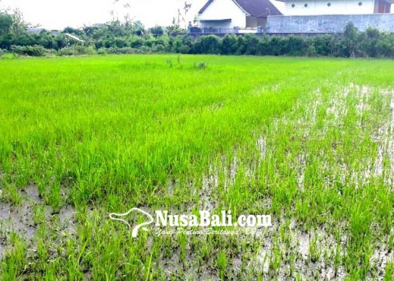 Nusabali.com - padi-diserang-hama-wereng-petani-terancam-rugi