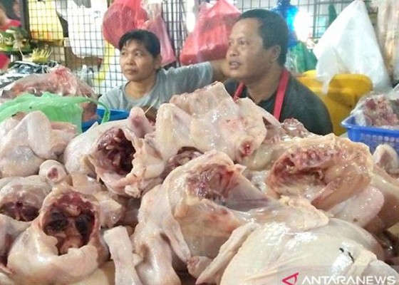 Nusabali.com - pedagang-pasar-badung-keluhi-harga-daging-ayam