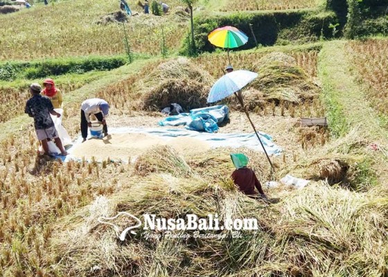 Nusabali.com - petani-padi-ngekoh-ikut-asuransi