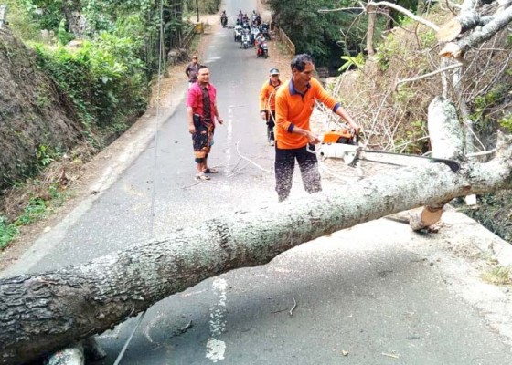 Nusabali.com - pohon-kayu-santen-tumbang-jalur-bedha-sempat-tersendat