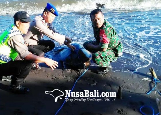 Nusabali.com - penyu-lekang-terdampar-di-pantai-penarukan