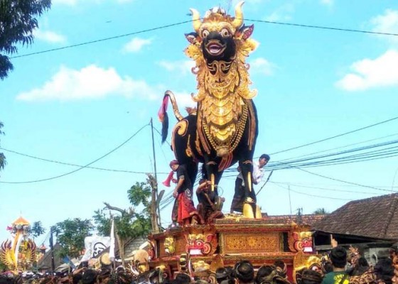 Nusabali.com - tempuh-jarak-1-km-lembu-seberat-3-ton-perlu-waktu-3-jam