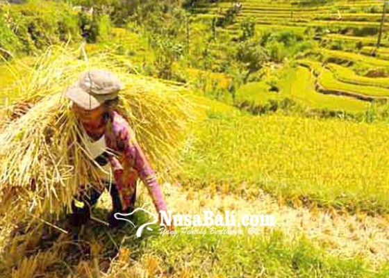 Nusabali.com - lahan-sawah-rusak-akibat-pupuk-kimia