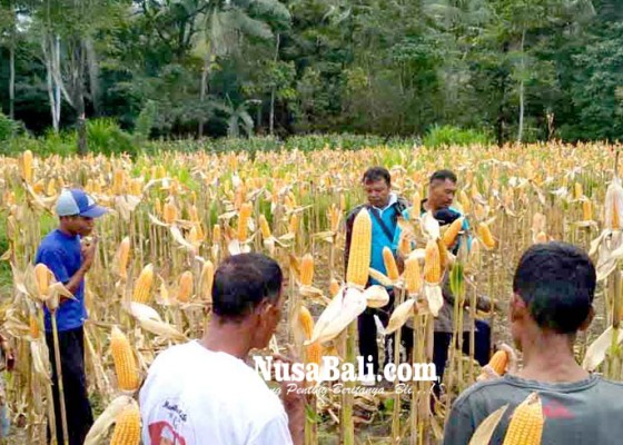 Nusabali.com - edukasi-petani-dinas-pertanian-buat-demplot-jagung