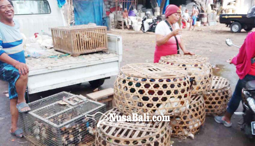 NUSABALI.com - Penampahan Kuningan, Harga Ayam Buras Naik 15 Persen