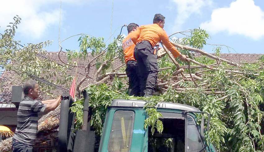 NUSABALI.com - Truk Trailer Tabrak Pohon, Lalin Jalan Raya Canggu Macet