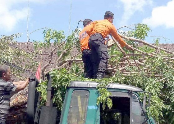 Nusabali.com - truk-trailer-tabrak-pohon-lalin-jalan-raya-canggu-macet