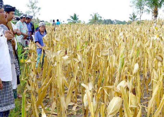 Nusabali.com - kekurangan-air-target-panen-jagung-meleset