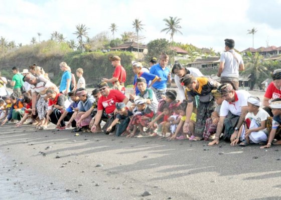 Nusabali.com - puluhan-tukik-dilepas-di-pantai-pengasahan