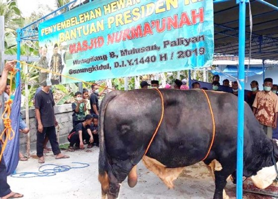 Nusabali.com - sapi-jokowi-berulah-warga-cedera