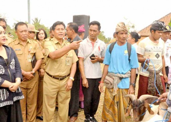 Nusabali.com - 100-ekor-kambing-boerka-untuk-peternak-di-tabanan